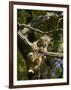 Young Bobcat Hanging onto a Branch, Minnesota Wildlife Connection, Sandstone, Minnesota, USA-James Hager-Framed Photographic Print