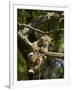 Young Bobcat Hanging onto a Branch, Minnesota Wildlife Connection, Sandstone, Minnesota, USA-James Hager-Framed Photographic Print