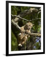 Young Bobcat Hanging onto a Branch, Minnesota Wildlife Connection, Sandstone, Minnesota, USA-James Hager-Framed Photographic Print