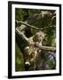 Young Bobcat Hanging onto a Branch, Minnesota Wildlife Connection, Sandstone, Minnesota, USA-James Hager-Framed Photographic Print