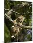 Young Bobcat Hanging onto a Branch, Minnesota Wildlife Connection, Sandstone, Minnesota, USA-James Hager-Mounted Photographic Print