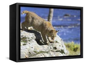 Young Bobcat (Lynx Rufus) in Captivity, Minnesota Wildlife Connection, Sandstone, Minnesota, USA-James Hager-Framed Stretched Canvas
