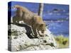 Young Bobcat (Lynx Rufus) in Captivity, Minnesota Wildlife Connection, Sandstone, Minnesota, USA-James Hager-Stretched Canvas