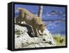 Young Bobcat (Lynx Rufus) in Captivity, Minnesota Wildlife Connection, Sandstone, Minnesota, USA-James Hager-Framed Stretched Canvas