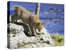 Young Bobcat (Lynx Rufus) in Captivity, Minnesota Wildlife Connection, Sandstone, Minnesota, USA-James Hager-Stretched Canvas