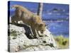 Young Bobcat (Lynx Rufus) in Captivity, Minnesota Wildlife Connection, Sandstone, Minnesota, USA-James Hager-Stretched Canvas