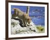 Young Bobcat (Lynx Rufus) in Captivity, Minnesota Wildlife Connection, Sandstone, Minnesota, USA-James Hager-Framed Premium Photographic Print