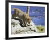 Young Bobcat (Lynx Rufus) in Captivity, Minnesota Wildlife Connection, Sandstone, Minnesota, USA-James Hager-Framed Premium Photographic Print