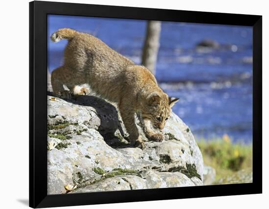 Young Bobcat (Lynx Rufus) in Captivity, Minnesota Wildlife Connection, Sandstone, Minnesota, USA-James Hager-Framed Premium Photographic Print