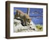 Young Bobcat (Lynx Rufus) in Captivity, Minnesota Wildlife Connection, Sandstone, Minnesota, USA-James Hager-Framed Photographic Print