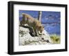 Young Bobcat (Lynx Rufus) in Captivity, Minnesota Wildlife Connection, Sandstone, Minnesota, USA-James Hager-Framed Photographic Print