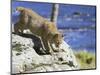 Young Bobcat (Lynx Rufus) in Captivity, Minnesota Wildlife Connection, Sandstone, Minnesota, USA-James Hager-Mounted Photographic Print