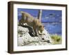 Young Bobcat (Lynx Rufus) in Captivity, Minnesota Wildlife Connection, Sandstone, Minnesota, USA-James Hager-Framed Photographic Print