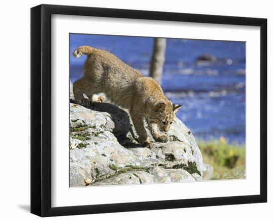 Young Bobcat (Lynx Rufus) in Captivity, Minnesota Wildlife Connection, Sandstone, Minnesota, USA-James Hager-Framed Photographic Print