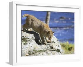 Young Bobcat (Lynx Rufus) in Captivity, Minnesota Wildlife Connection, Sandstone, Minnesota, USA-James Hager-Framed Photographic Print