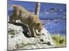 Young Bobcat (Lynx Rufus) in Captivity, Minnesota Wildlife Connection, Sandstone, Minnesota, USA-James Hager-Mounted Photographic Print