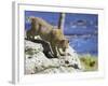 Young Bobcat (Lynx Rufus) in Captivity, Minnesota Wildlife Connection, Sandstone, Minnesota, USA-James Hager-Framed Photographic Print