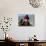 Young Boy Holding a Falcon, Golden Eagle Festival, Mongolia-Amos Nachoum-Mounted Photographic Print displayed on a wall