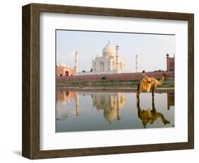 Young Boy on Camel, Taj Mahal Temple Burial Site at Sunset, Agra, India-Bill Bachmann-Framed Photographic Print