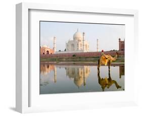 Young Boy on Camel, Taj Mahal Temple Burial Site at Sunset, Agra, India-Bill Bachmann-Framed Photographic Print