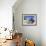 Young Boy on Ibo Island, Part of the Quirimbas Archipelago, Mozambique-Julian Love-Framed Photographic Print displayed on a wall