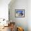 Young Boy on Ibo Island, Part of the Quirimbas Archipelago, Mozambique-Julian Love-Framed Photographic Print displayed on a wall