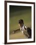 Young Boy Pitching During a Little League Baseball Games-null-Framed Photographic Print