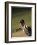 Young Boy Pitching During a Little League Baseball Games-null-Framed Photographic Print