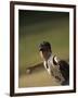 Young Boy Pitching During a Little League Baseball Games-null-Framed Photographic Print