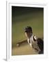 Young Boy Pitching During a Little League Baseball Games-null-Framed Photographic Print