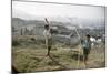 Young Boys Flying Kites in Durban, Africa 1960-Grey Villet-Mounted Photographic Print