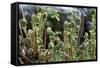 Young Bracken Shoots, Dartmoor National Park, Devon, England, United Kingdom, Europe-David Lomax-Framed Stretched Canvas