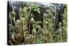 Young Bracken Shoots, Dartmoor National Park, Devon, England, United Kingdom, Europe-David Lomax-Stretched Canvas