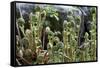 Young Bracken Shoots, Dartmoor National Park, Devon, England, United Kingdom, Europe-David Lomax-Framed Stretched Canvas