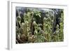 Young Bracken Shoots, Dartmoor National Park, Devon, England, United Kingdom, Europe-David Lomax-Framed Photographic Print