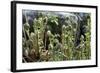 Young Bracken Shoots, Dartmoor National Park, Devon, England, United Kingdom, Europe-David Lomax-Framed Photographic Print