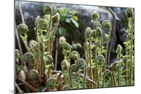 Young Bracken Shoots, Dartmoor National Park, Devon, England, United Kingdom, Europe-David Lomax-Mounted Photographic Print