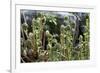 Young Bracken Shoots, Dartmoor National Park, Devon, England, United Kingdom, Europe-David Lomax-Framed Photographic Print