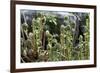 Young Bracken Shoots, Dartmoor National Park, Devon, England, United Kingdom, Europe-David Lomax-Framed Photographic Print