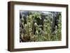 Young Bracken Shoots, Dartmoor National Park, Devon, England, United Kingdom, Europe-David Lomax-Framed Photographic Print