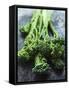 Young Broccoli-David Cleveland-Framed Stretched Canvas