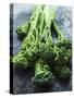 Young Broccoli-David Cleveland-Stretched Canvas