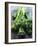 Young Broccoli-David Cleveland-Framed Photographic Print