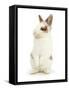 Young Brown-And-White Rabbit Looking Cute-Mark Taylor-Framed Stretched Canvas