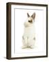 Young Brown-And-White Rabbit Looking Cute-Mark Taylor-Framed Photographic Print