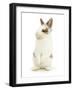 Young Brown-And-White Rabbit Looking Cute-Mark Taylor-Framed Photographic Print