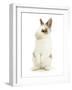 Young Brown-And-White Rabbit Looking Cute-Mark Taylor-Framed Photographic Print