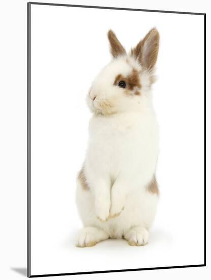 Young Brown-And-White Rabbit Looking Cute-Mark Taylor-Mounted Photographic Print