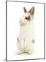 Young Brown-And-White Rabbit Looking Cute-Mark Taylor-Mounted Photographic Print