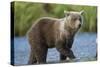 Young Brown Bear, Katmai National Park, Alaska-Paul Souders-Stretched Canvas